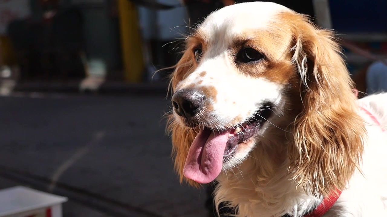 Cane Cocker Spaniel ansimante con la lingua di fuori alla luce del sole