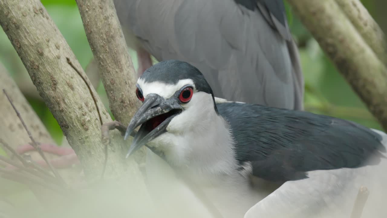 Black-crowned Night Heron On Wetland Habitat In North America. Close-up Shot