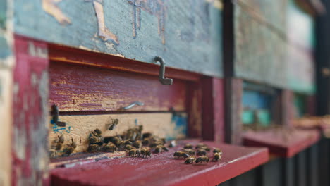 honey bees carrying pollen, entering into beehives, close up shot