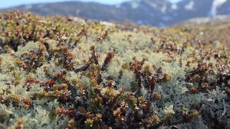 Flechtenmoos-Der-Arktischen-Tundra-Aus-Nächster-Nähe.-Es-Kommt-Hauptsächlich-In-Gebieten-Der-Arktischen-Tundra-Und-Der-Alpentundra-Vor-Und-Ist-äußerst-Kälteresistent.-Cladonia-Rangiferina,-Auch-Als-Rentierbecherflechte-Bekannt.