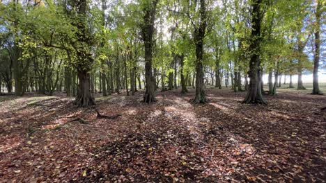 woodland autumn scene with autumn foliage, tree trunks, leaves on the ground and sunlight shining through the woodland, forest