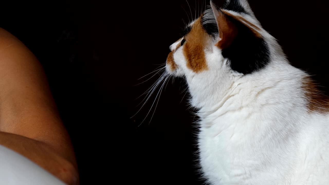 Gatto tricolore che cerca di attirare l'attenzione del proprietario