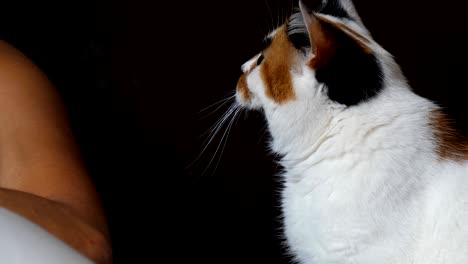 calico cat trying to get owners attention