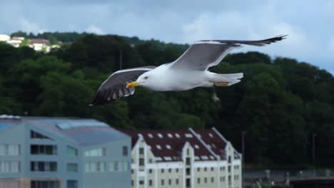 Vogelmöwe,-Die-In-Zeitlupe-Sehr-Nahe-An-Der-Kamera-Fliegt,-Die-Von-Einem-Kreuzfahrtschiff-Aus-Gesehen-Wird