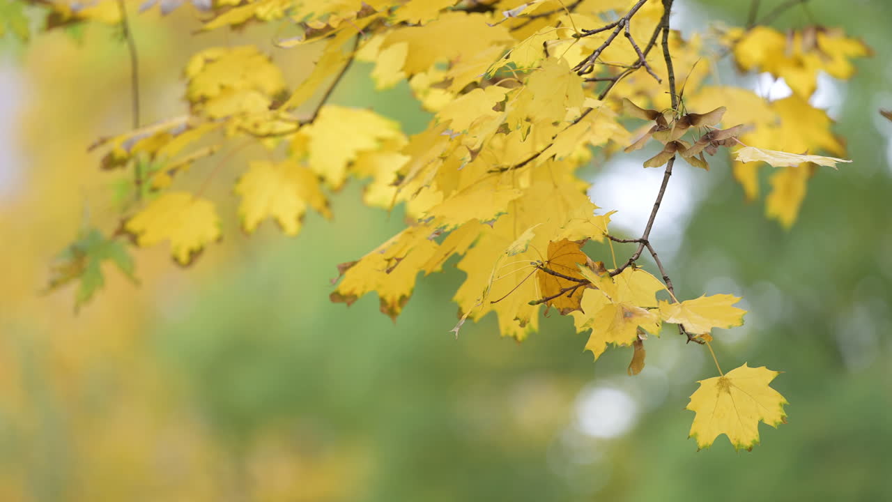 Golden maple leaves in soft autumn sunlight