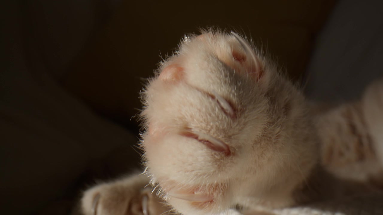 Extreme Close-Up View Of Cat's Claw And Nails.