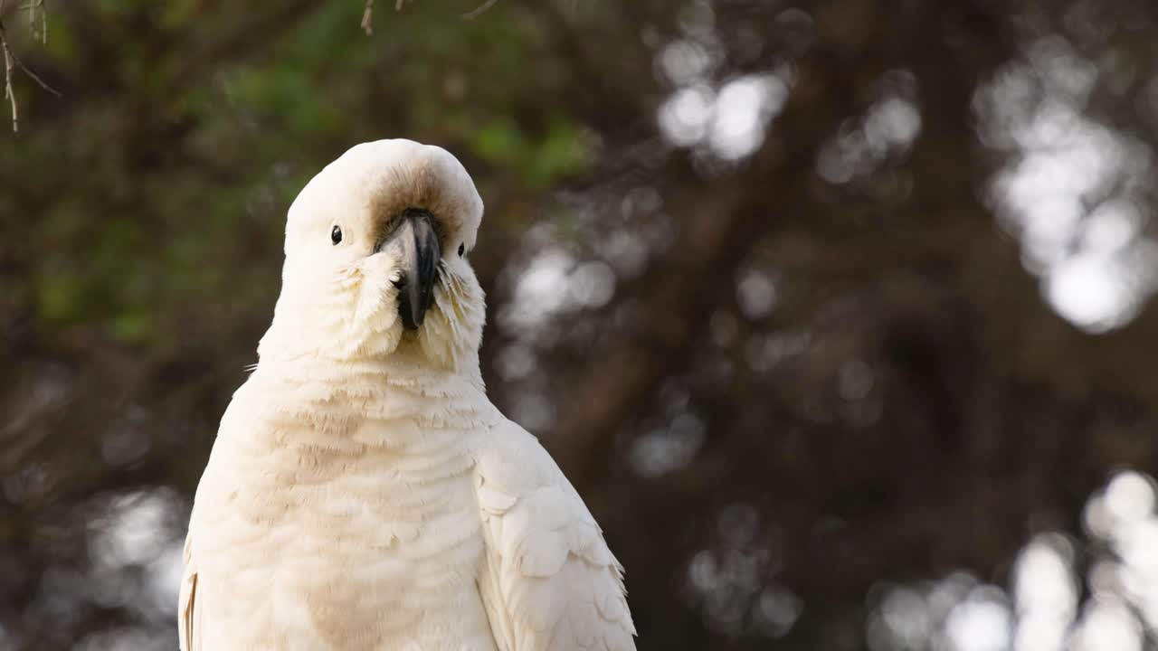 una cacatúa sentada, observando los alrededores en lorne