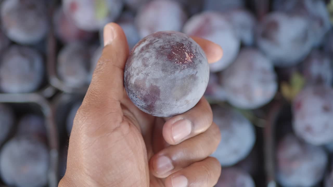 Hand holding a fresh plum