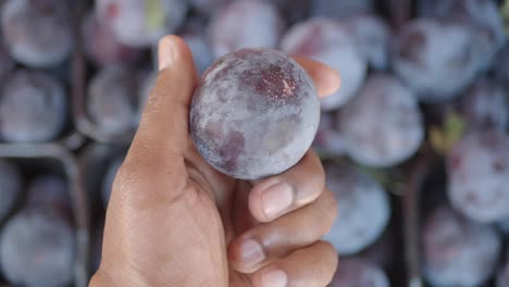 hand holding a fresh plum