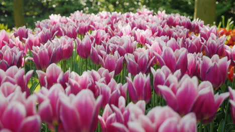 tulipanes violetas