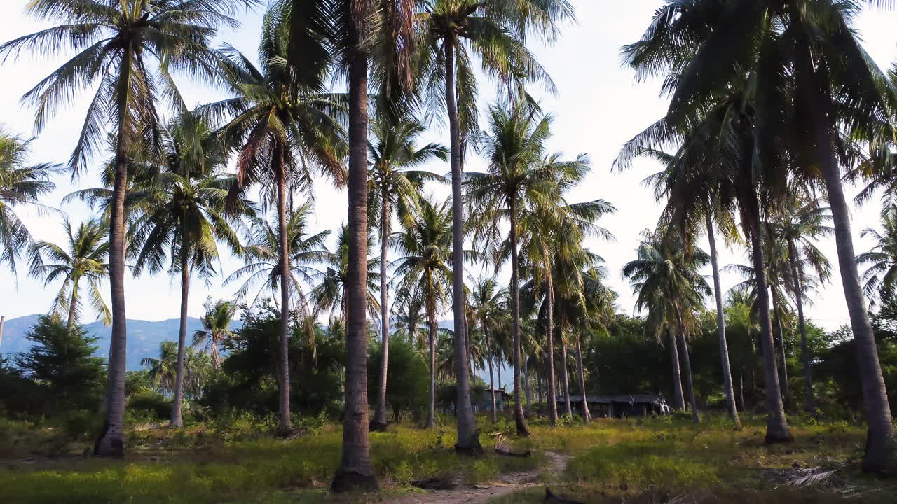 Forward view of tropical path in palms trees