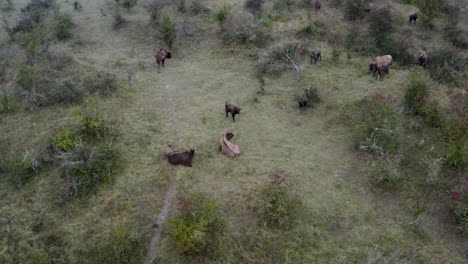 manada de bisontes europeos bonasus escalofriante en un campo tupido,chequia