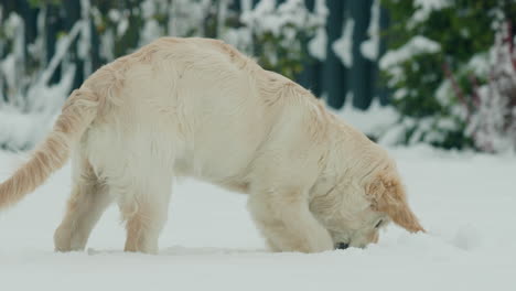 A-teenage-golden-retriever-puppy-saw-snow-for-the-first-time,-playing-in-the-snow-in-the-backyard-of-the-house.