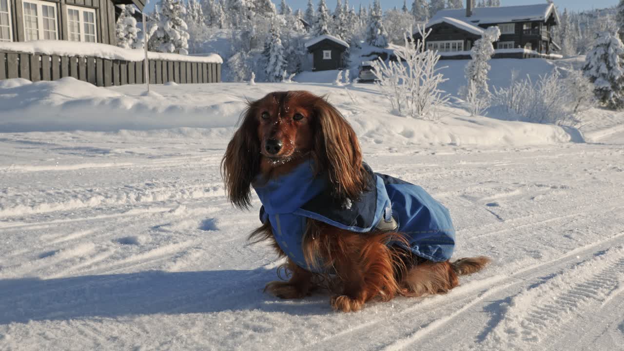 Långhårig tax med en blå vinterjacka sitter på en snöig väg i en skandinavisk by under en ljus vinterdag, nordiskt landskap i Valdres, Norge.