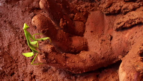 green praying mantis walks on mud and climbs a hand of a dead man after the flood disaster