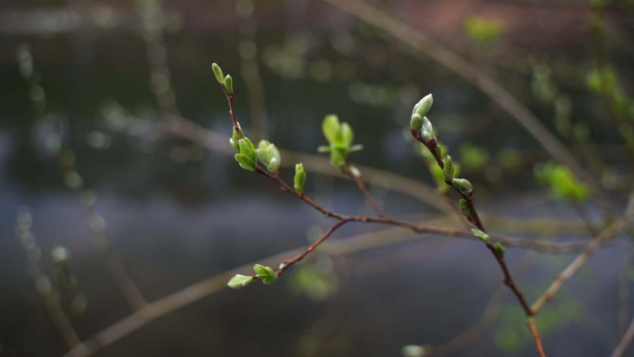 Small green buds on a branch with still water of a lake in the background