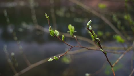 small green buds on a branch with still water of a lake in the background