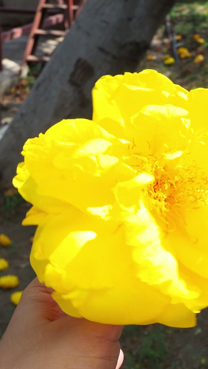 Mão segurando uma flor amarela, mudando ligeiramente de ângulo