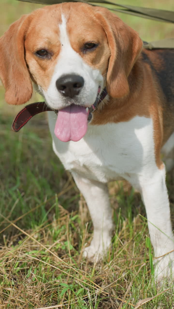 dos beagles con correa de pie en un campo cubierto de hierba, un perro mirando hacia otro lado, el otro mirando pensativo con la lengua fuera, la sombra proyectada en la hierba, el entorno al aire libre vibrante
