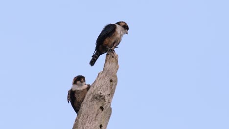 the black-thighed falconet is one of the smallest birds of prey found in the forests in some countries in asia