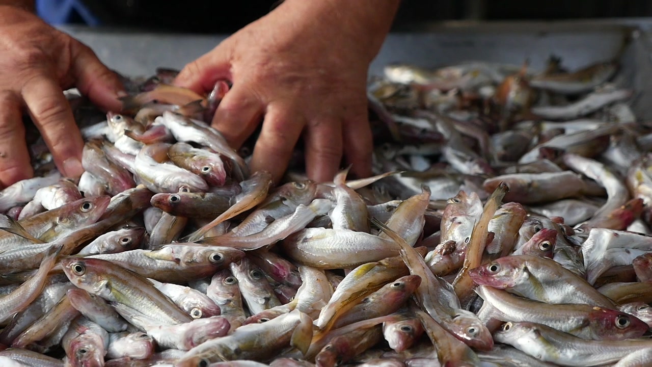 A Hand Sorting a Pile of Freshly Caught Small Fish