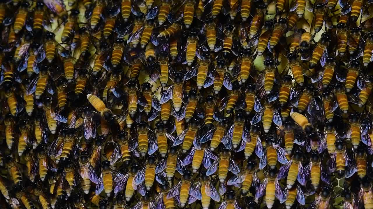 se sabe que las abejas melíferas gigantes construyen grandes colonias de nidos con bolsillos simétricos hechos de cera para almacenar miel como fuente de alimento.