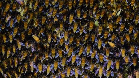 Se-Sabe-Que-Las-Abejas-Melíferas-Gigantes-Construyen-Grandes-Colonias-De-Nidos-Con-Bolsillos-Simétricos-Hechos-De-Cera-Para-Almacenar-Miel-Como-Fuente-De-Alimento.