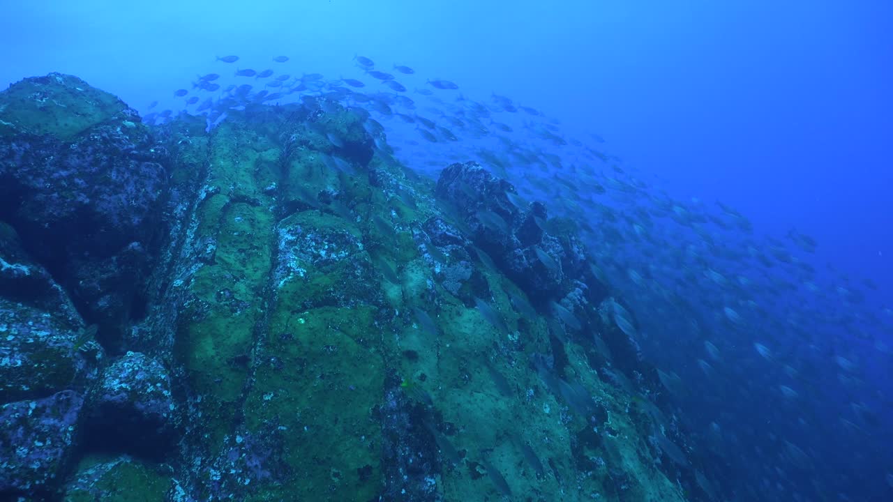 miles de peces nadando por un arrecife como una cascada