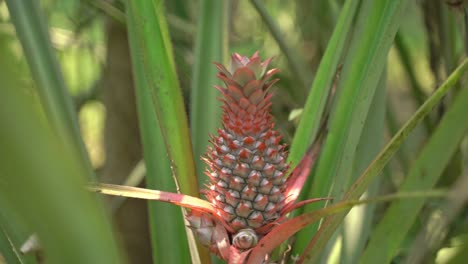 The-pineapple-is-a-tropical-plant-with-an-edible-fruit
