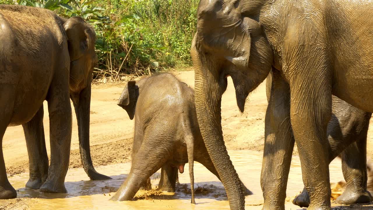 bebé elefante juega y orina en un charco de agua de lluvia