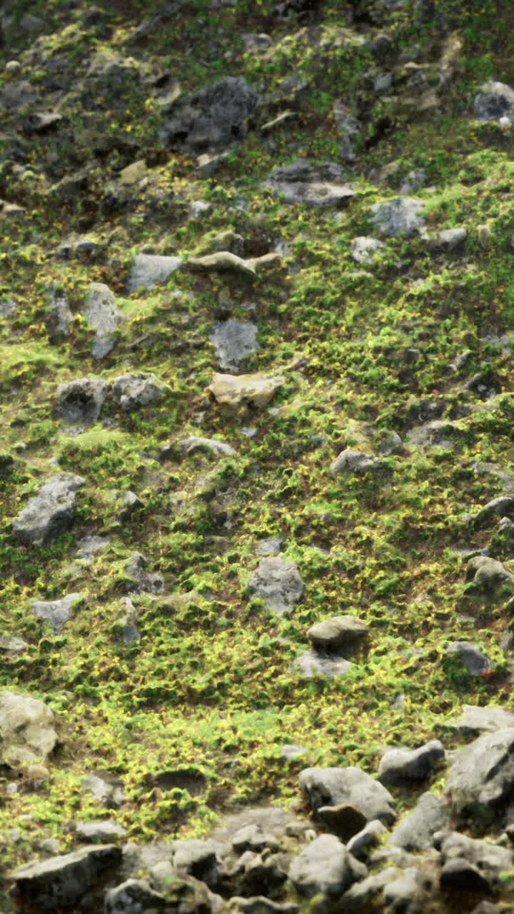 Rocce e muschio coprono il terreno in un ambiente naturale durante le ore diurne