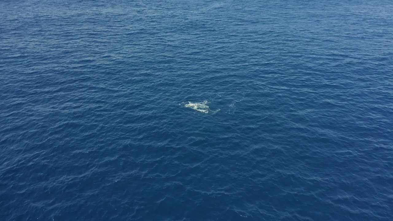 Aerial dolly to humpback whale dorsal fin hitting surface as it rolls and plays