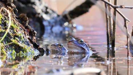 Brown-frog-(Rana-temporaria)-close-up-in-a-pond.