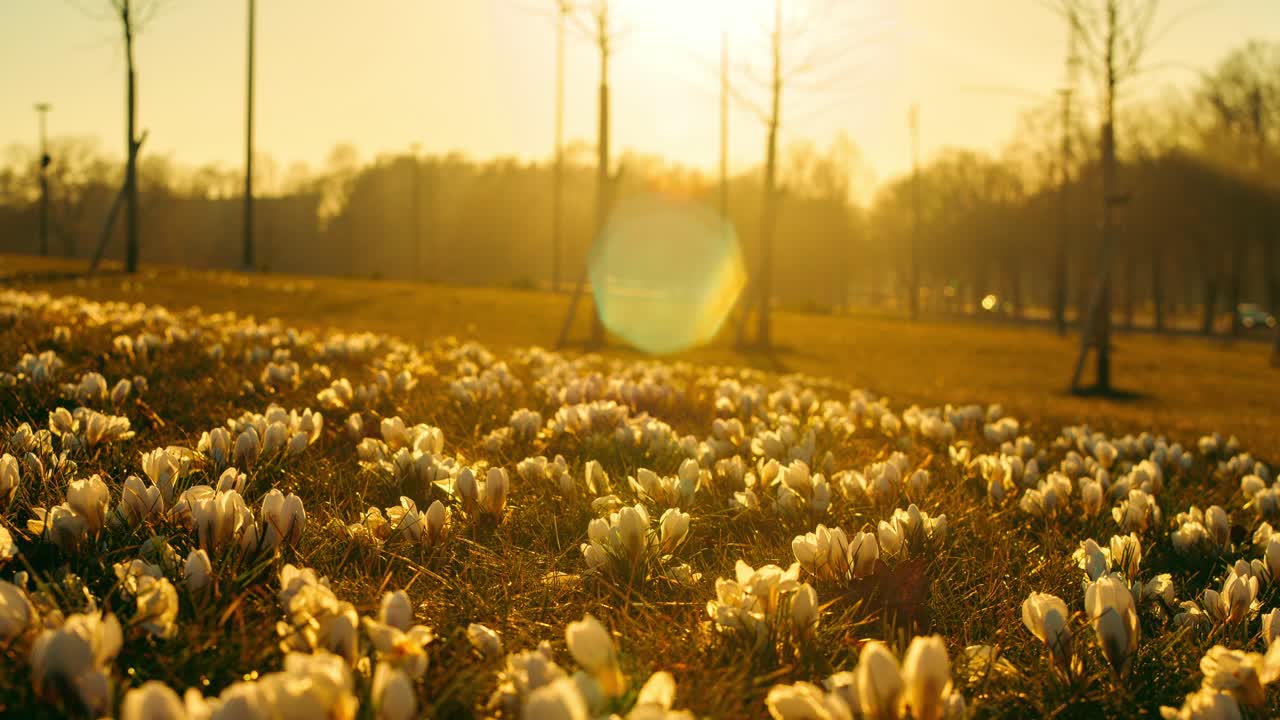 Soft golden light warms crocus meadow in Riga park during time-lapse sunset