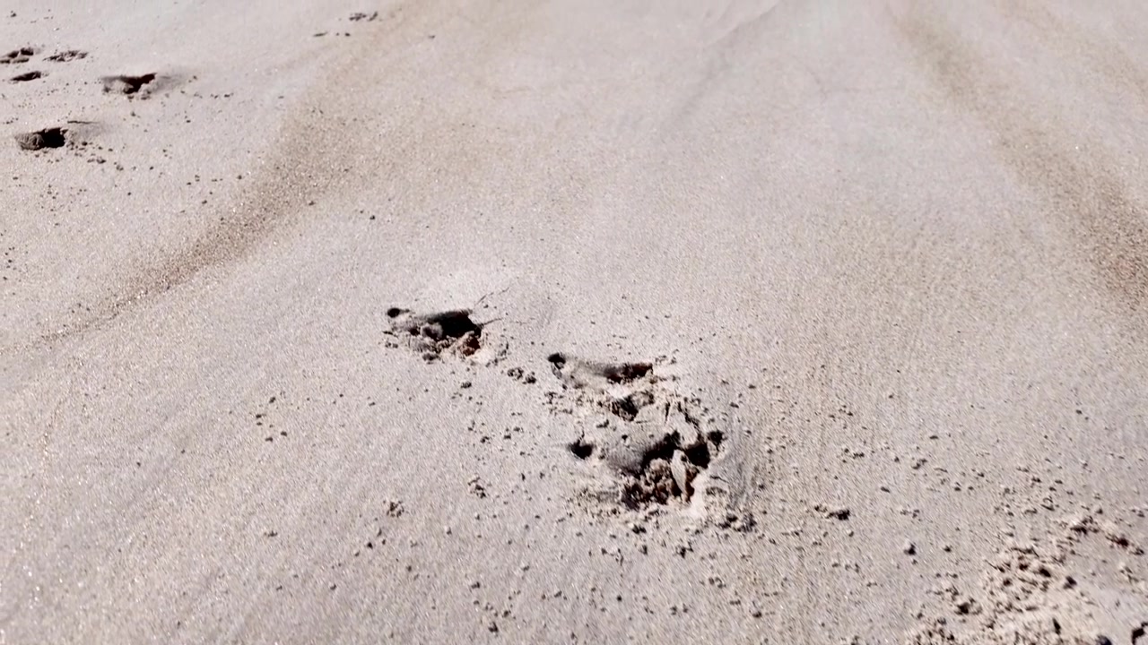 Close-up jejak kaki anjing tertinggal di pasir basah pantai yang tenang.