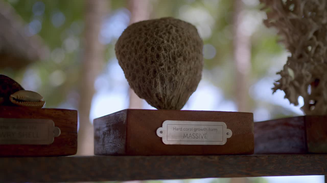 un enorme arrecife de coral preservado encontrado en el océano índico