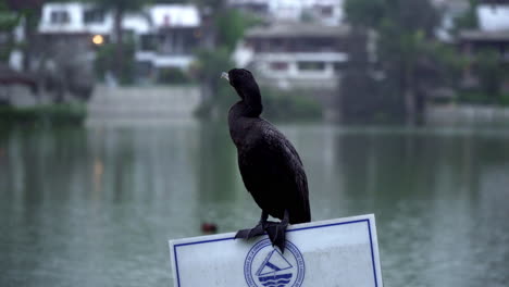 Eine-Nahaufnahme-Eines-Schwarzen-Kormorans,-Der-Auf-Einem-Schild-An-Einem-Hafen-Steht,-Mit-Häusern-Im-Hintergrund-über-Dem-Wasser