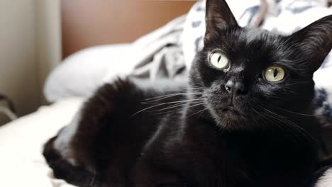 closeup portrait of a black and white house cat.