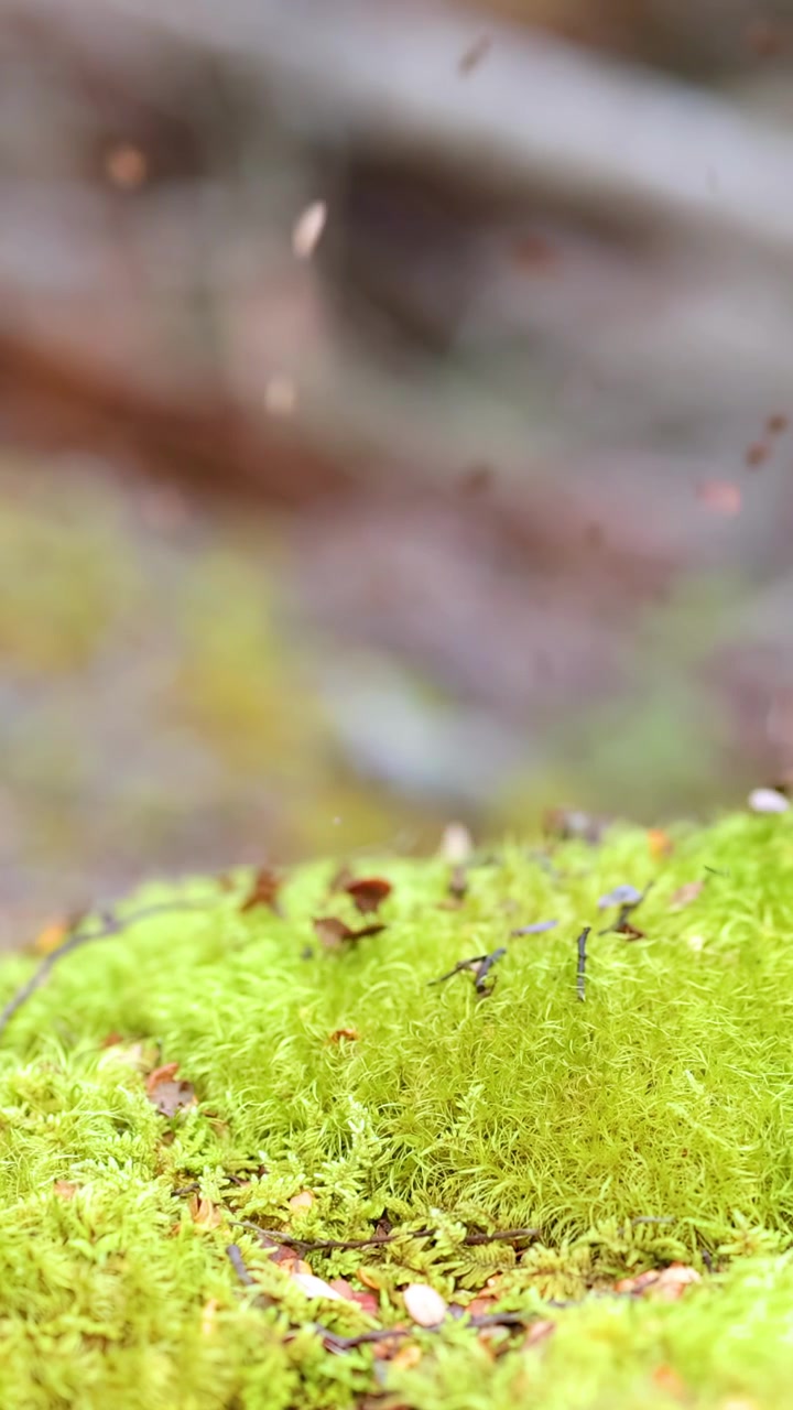 Foglie autunnali cadono delicatamente su muschio e licheni vivaci nella morbida luce naturale della foresta