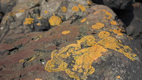 primer plano de líquenes amarillos que crecen en rocas de granito bajo la luz del sol