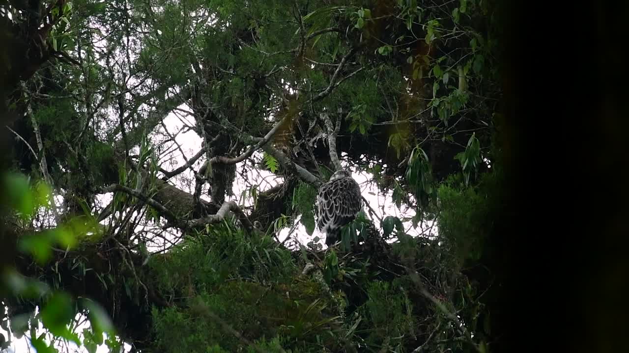 The Philippine Eagle also known as the Monkey-eating Eagle is critically endangered and can live for sixty years feeding on Monkeys, Flying Lemurs, and small mammals as an opportunist Bird of Prey