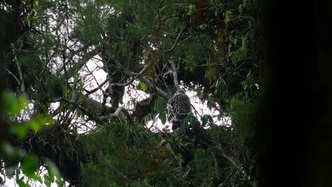 The-Philippine-Eagle-also-known-as-the-Monkey-eating-Eagle-is-critically-endangered-and-can-live-for-sixty-years-feeding-on-Monkeys,-Flying-Lemurs,-and-small-mammals-as-an-opportunist-Bird-of-Prey