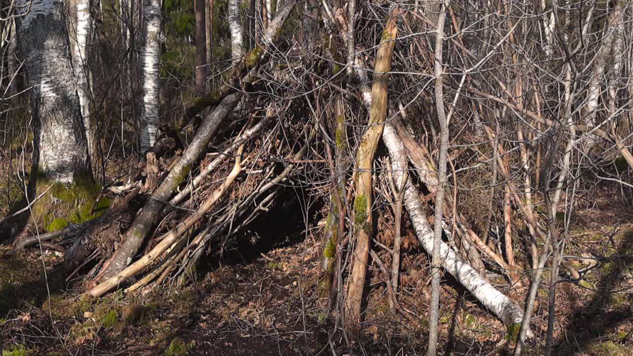 Handcrafted survival hut built from branches and logs standing in a sunny birch forest, demonstrating primitive building techniques for wilderness camping, bushcraft, and outdoor adventure