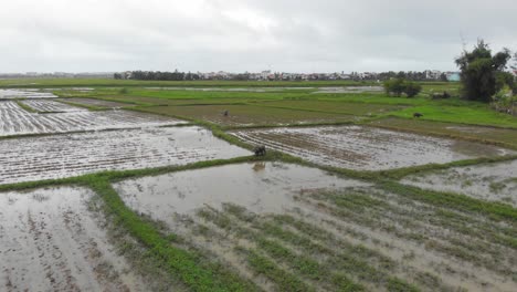 wet agricultural rice fields with water buffalo and rice crops growing in hoi an, vietnam