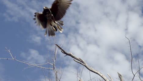 majestic harris's hawk jumps from tree branch, blue sky background