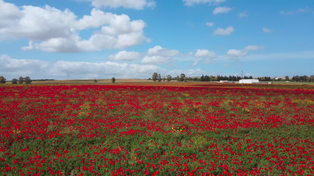 Stunning view of a vibrant red flower field under a bright blue sky. Perfect for nature and travel projects.