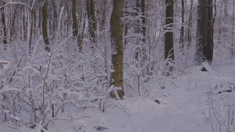 Starker-Winterschnee-Bedeckt-Den-Weg-Und-Die-Bäume-In-Einem-Park