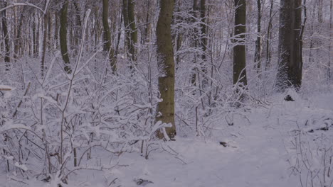 Heavy-Winter-Snow-Covers-The-Path-And-Trees-In-A-Park