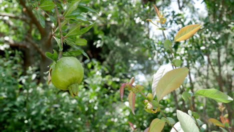 Grüner-Granatapfel-Auf-Dem-Ast