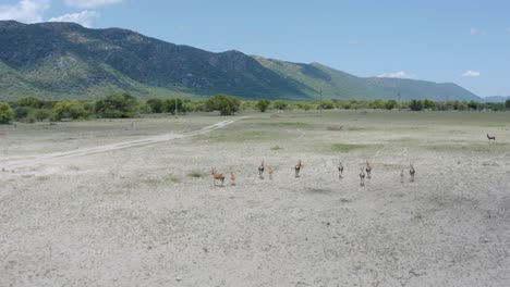 Antelopes-running-in-field-drone-video